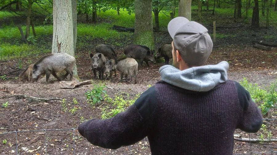 „Ich wusste nicht, was das bedeutet Vater zu werden“: Wildhüter Florian Wilde hat mehrere Frischlinge aufgezogen.