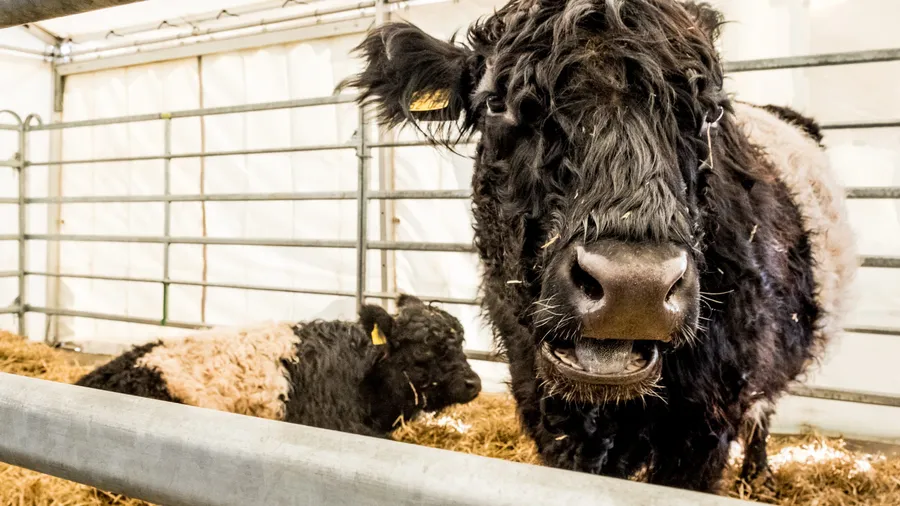 Eine sogenannte „Belted Galloway-Kuh“ bei einer Verkaufs- und Erlebnismesse.