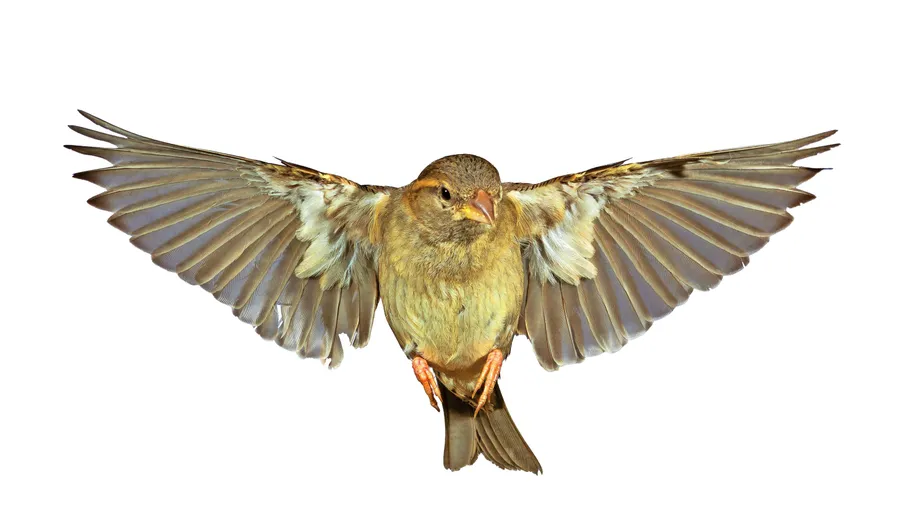Totgesagte leben länger: Der Haussperling, lateinisch Passer domesticus, fühlt sich nach einer längeren Durststrecke vielerorts schon wieder heimisch.