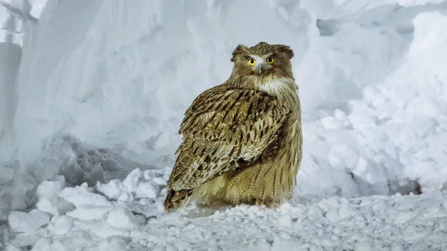 Wirkt beinahe zu wuchtig und skurril für einen echten Vogel: der Riesenfischuhu