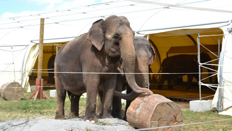 Elefanten des Circus Krone im Freigehege. Kritiker sind überzeugt: Artgerechte Wildtierhaltung ist in Zirkussen unmöglich.