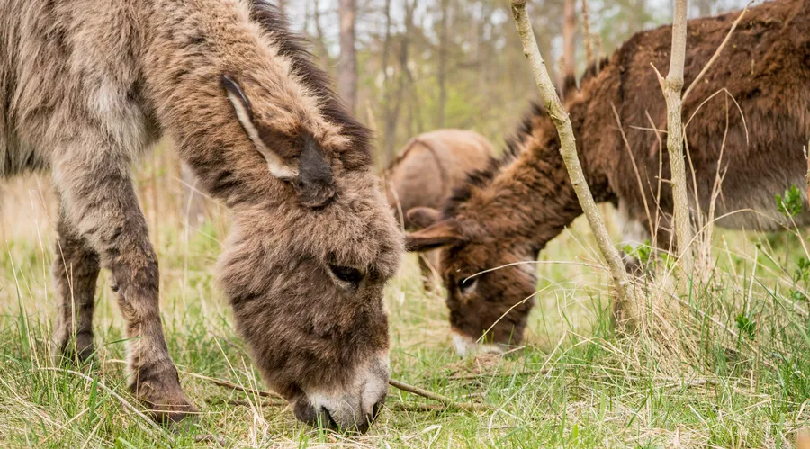 Naturschützer: Die Esel im Stadtwald Griesheim fressen Maikäfer und helfen den Wald zu schützen und zu bewirtschaften.