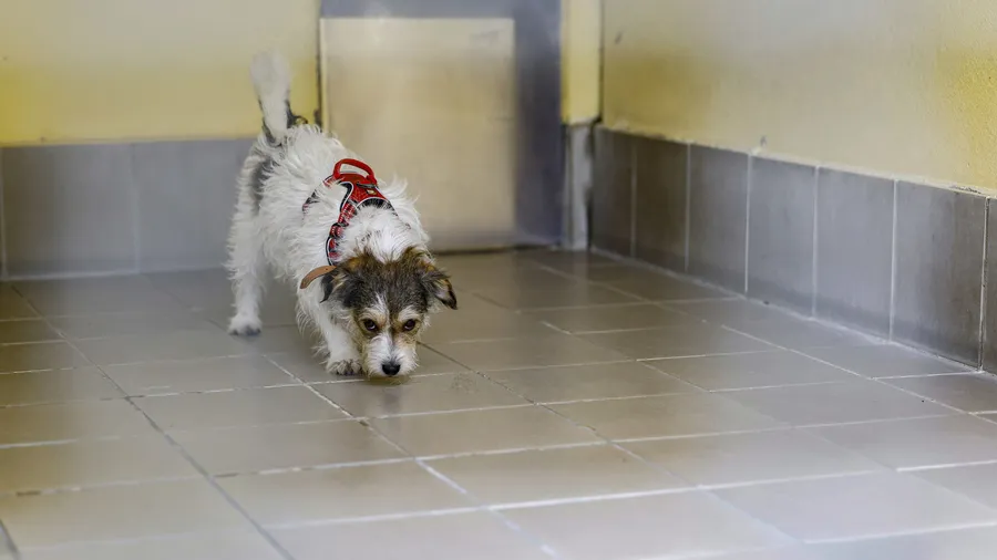 Sucht ein neues Zuhause: Mischling Frida im Nürnberger Tierheim
