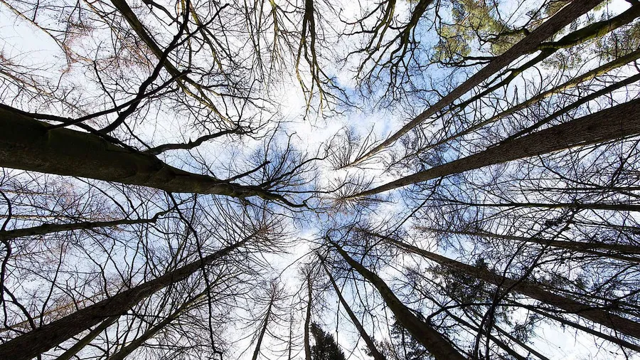 Auch der Wald im Mönchsbruch hat unter der Folgen des Klimawandels zu leiden. (Symbolbild)