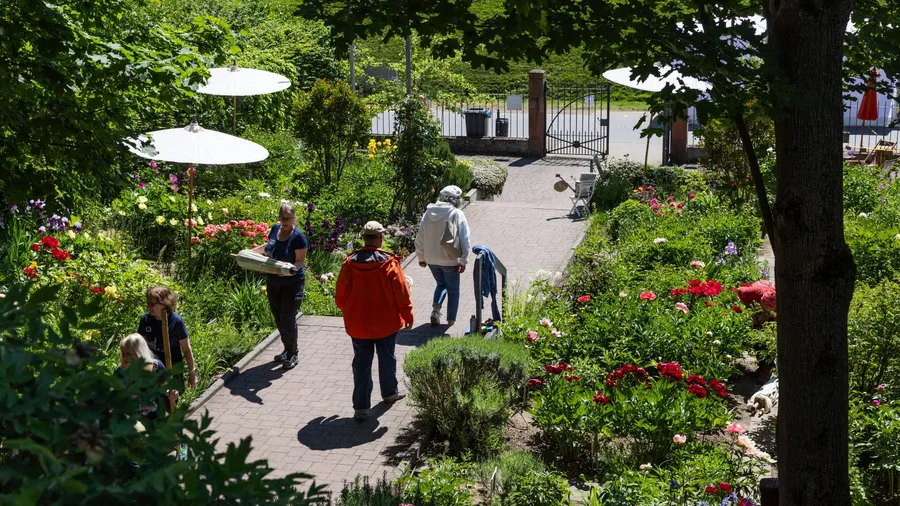 Die Vorbereitungen laufen: Ehrenamtliche bereiten im Pfingstrosengarten in Lorsch alles für die Pfingstrosentage vor.