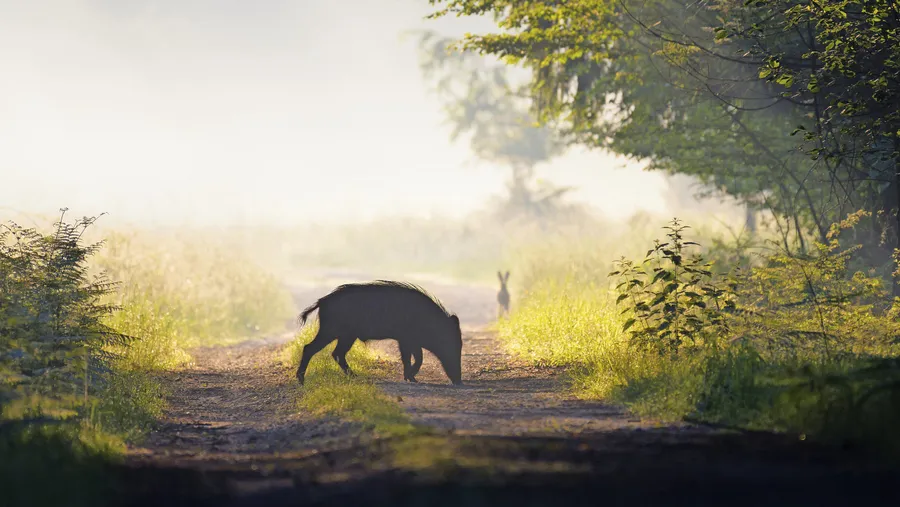 Trügerische Idylle: Ein Feldhase und ein Wildschwein in freier Natur. Doch immer mehr Schweine tragen die Seuche in sich.