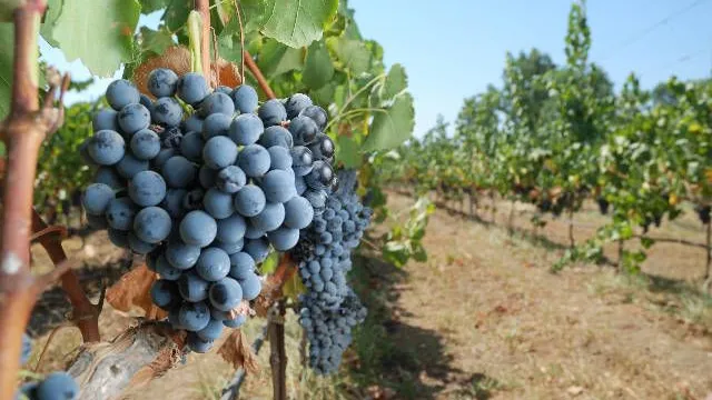 Nische: Weinberg in Elazig.