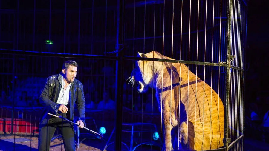 Auge in Auge: Tom Dieck im Zirkus Knie, während dessen Halts in Frankfurt.