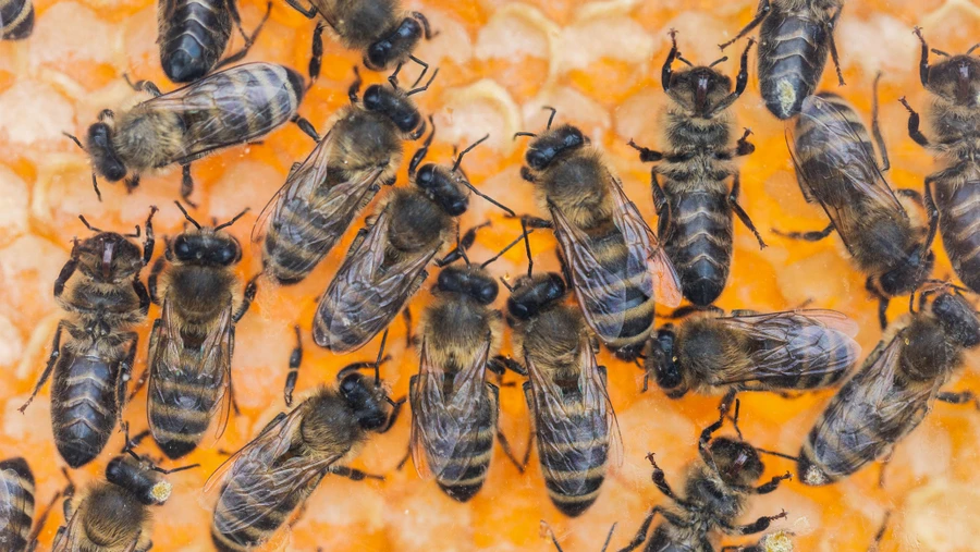 Gesundes Getümmel: Blick in einen Bienenstock des Instituts für Bienenkunde in Oberursel