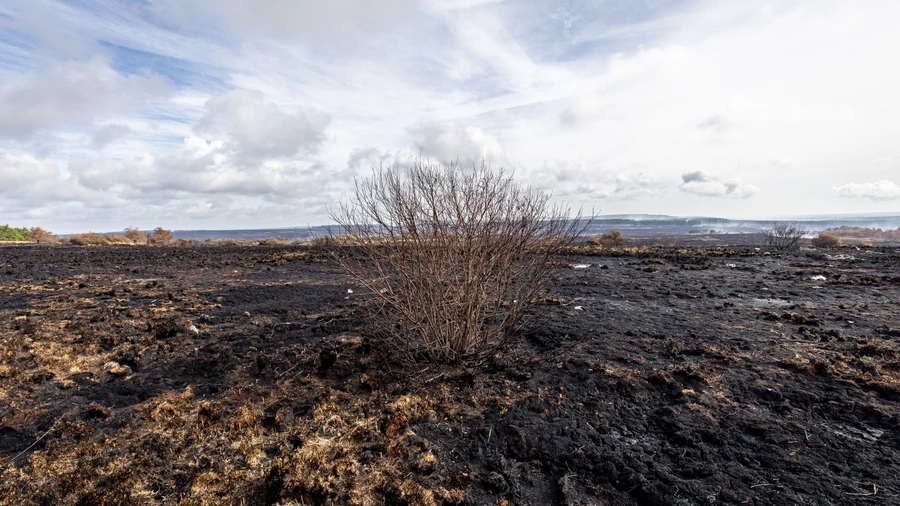 Blick auf verbrannte Fläche im Naturschutzgebiet „Hautes Fagnes" (Hohes Fenn). Das Feuer erfasst im August Tausende Hektar.