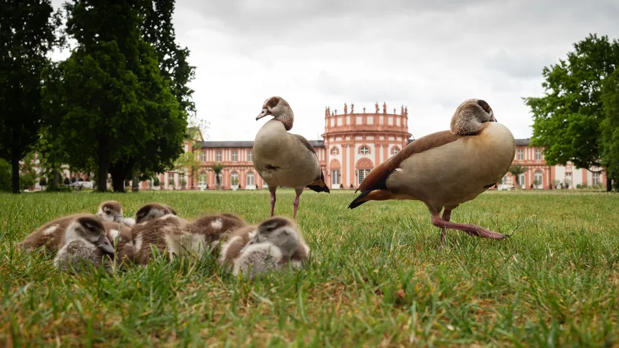 Nicht gern gesehen: Längst treten Nilgänse in Deutschland auch in großer Zahl auf wie hier vor dem Biebricher Schloss.