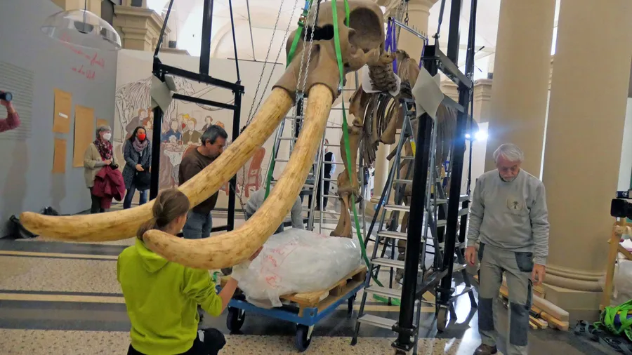 Dreidimensionales Puzzle: Journalisten schauen zu, wie das Mammut-Skelett mithilfe von Flaschenzügen im Landesmuseum aufgebaut wird.