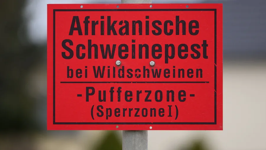 Sperrzone: Rund um Rüsselsheim können die Landwirte nur mit Drohnen nach Wildschweinen Ausschau halten und hoffen, dass sie keines finden.