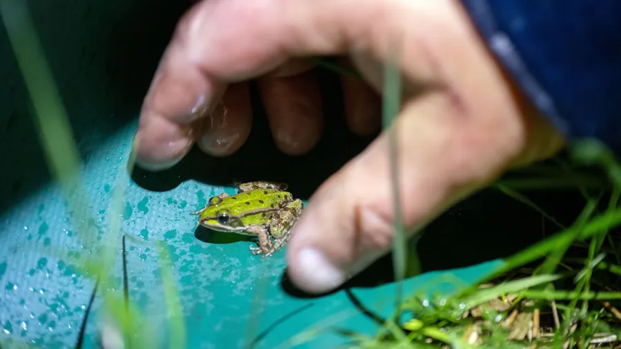 Amphibienwanderung: Im Naturschutzgebiet gelten besondere Regeln.