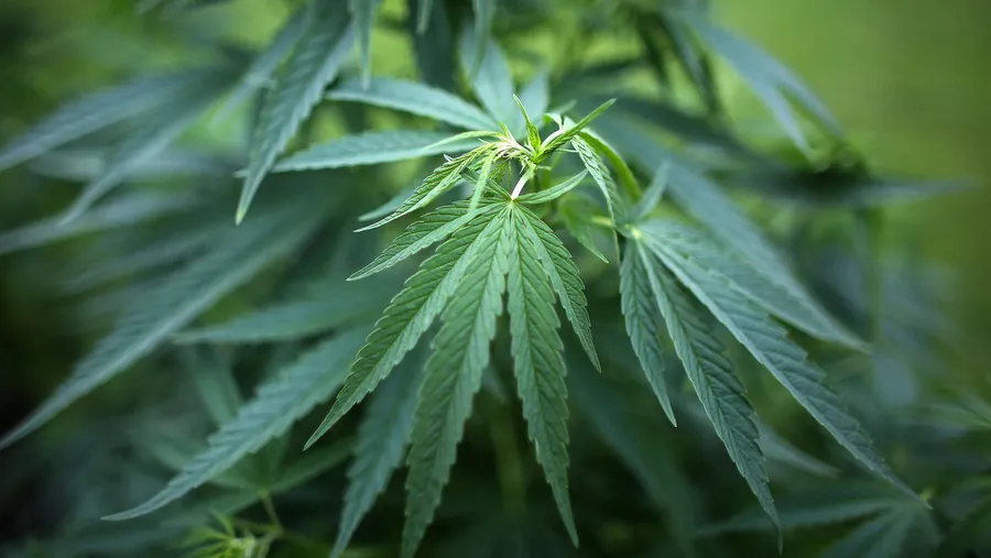 Die Stadt Münster will Probanden kostenlos Cannabis aushändigen.