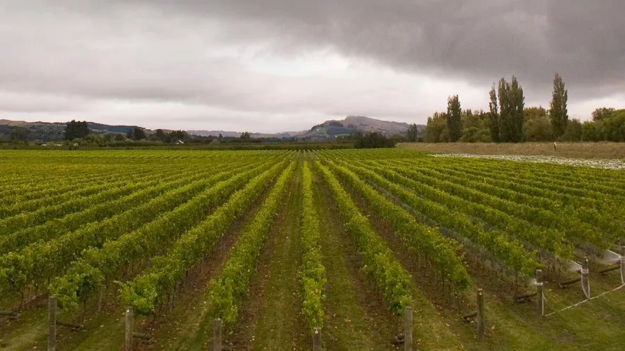 Mit Sauvignon Blanc begann der Boom: Regenwolken über einem Weinberg in Hawke’s Bay.
