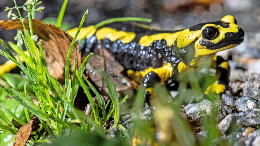 Gefährdet durch Trockenheit, aber auch durch eine Pilzkrankheit: der Feuersalamander