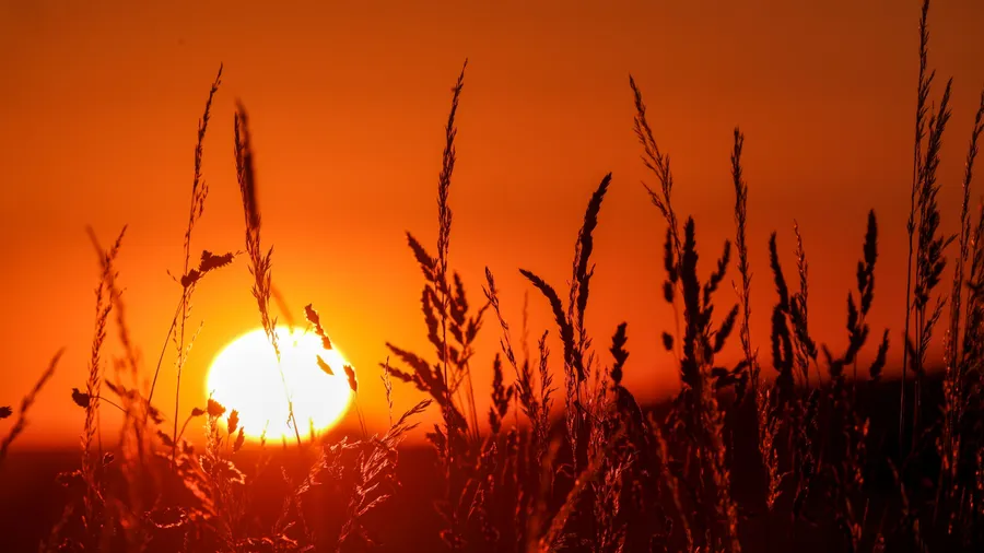 Samenstände von Gräsern im Sommer