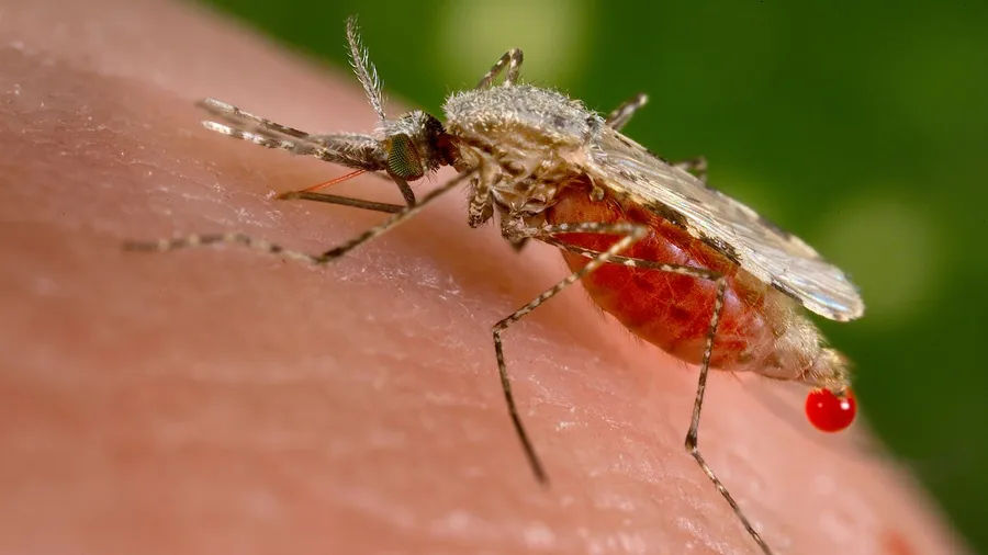 Kann Malaria übertragen: eine Anopheles-Mücke beim Blutsaugen.