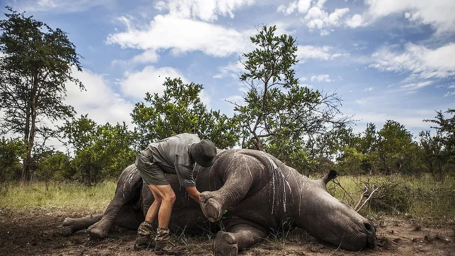 Ein Wildhüter und Ermittler steht im Krüger-Nationalpark bei Skukuza in Südafrika neben einem von Wilderern getöteten Nashorn.