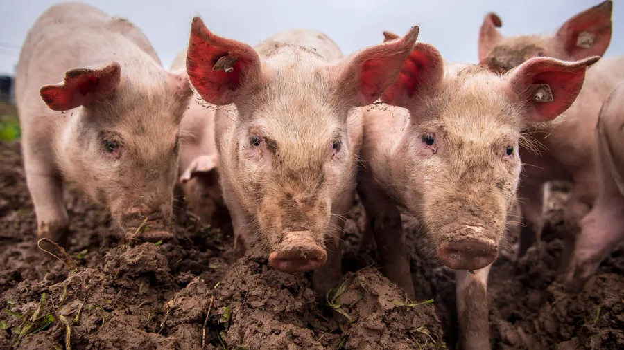 Des Menschen liebstes Schlachtvieh: Obwohl Schweine dem Menschen so ähnlich sind wie nur wenige andere Tiere, essen wir sei Fleisch am meisten.