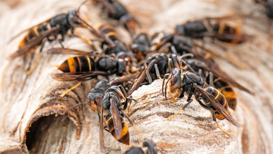 „Wenn man ein Nest stört, kann es gefährlich werden“
