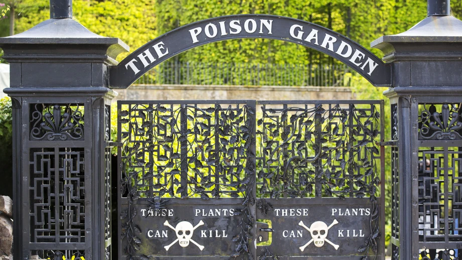 Eisenhut war gar keine schlechte Wahl