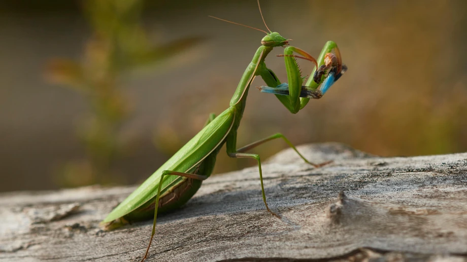 „Das hat nichts mehr mit Natur zu tun“