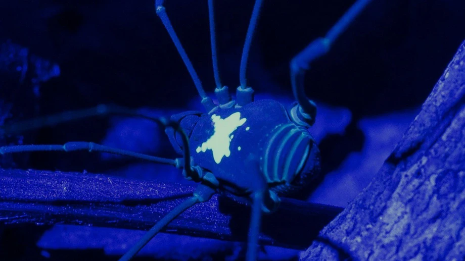 Weberknechte mit Rückenleuchte