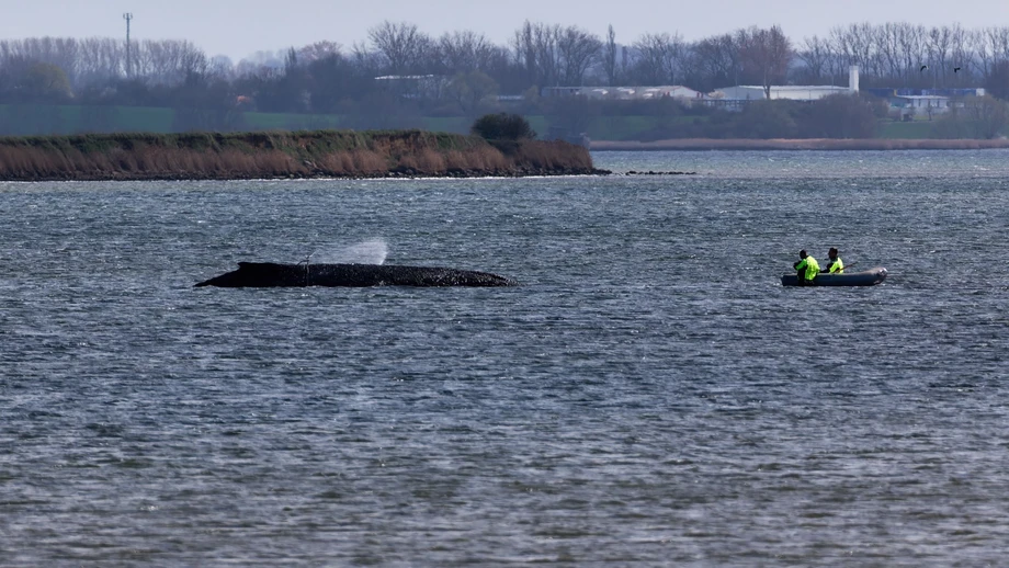 Buckelwal würde Bergungsversuch wohl nicht überleben