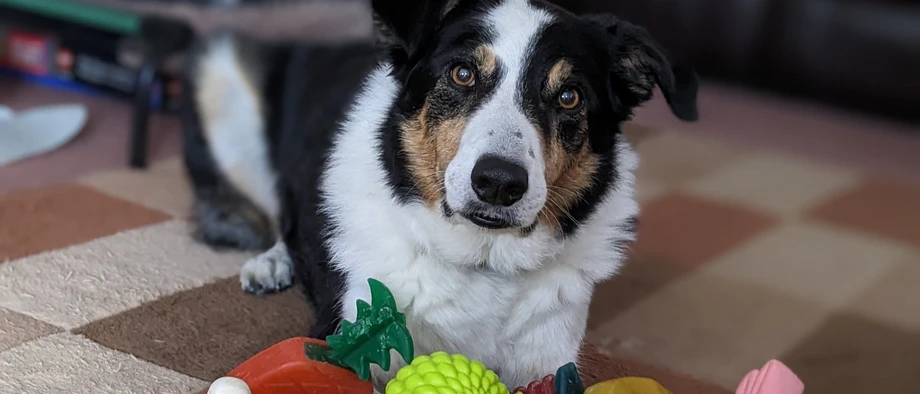 Er will doch nur spielen: ein Border-Collie mit jeder Menge Hundeausstattung