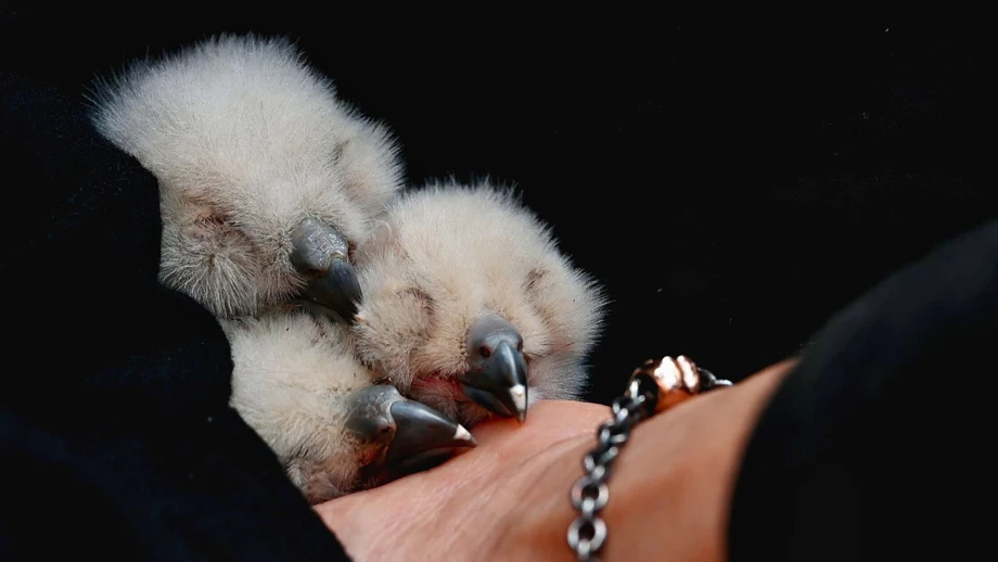 Uhu soll sich als Amme um gerettete Küken kümmern