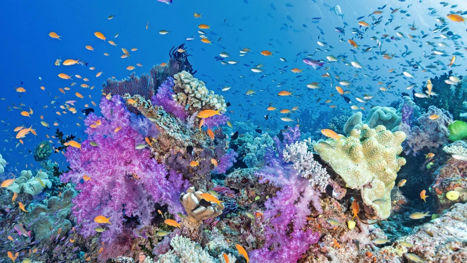 Völlig losgelöst in den Fischwolken vor Fidschi