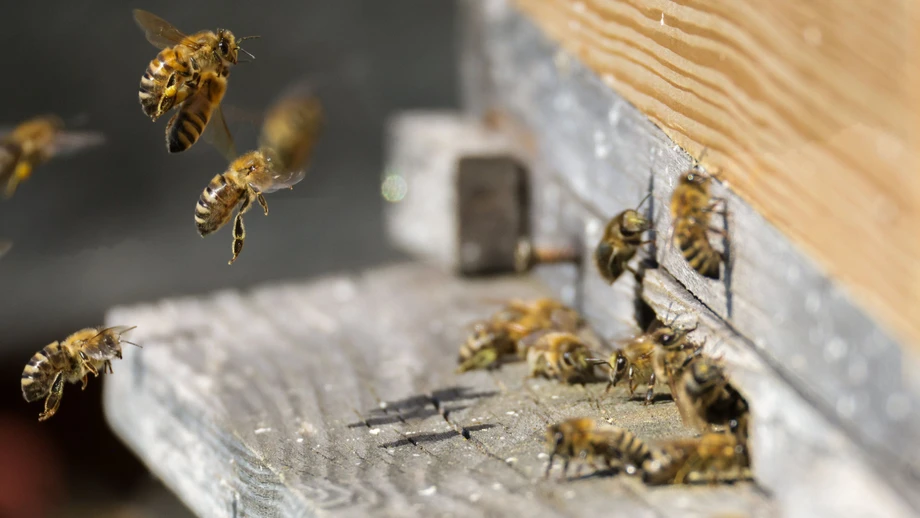 Imker aus Rheinland-Pfalz müssen 263 Bienenvölker töten