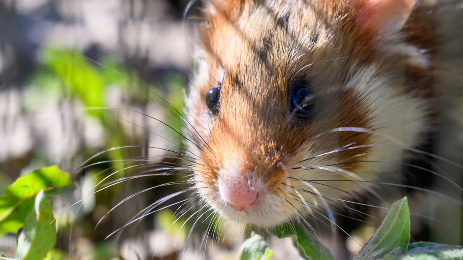 Empörung über lebende Hamster im Greifautomaten