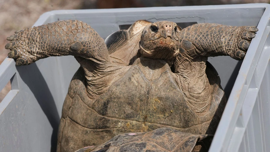 Ranger siedeln Riesenschildkröten wieder auf Galápagos-Insel an