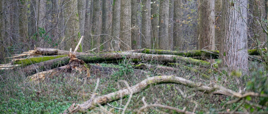 Naturschutzgebiet Worringer Bruch in Köln