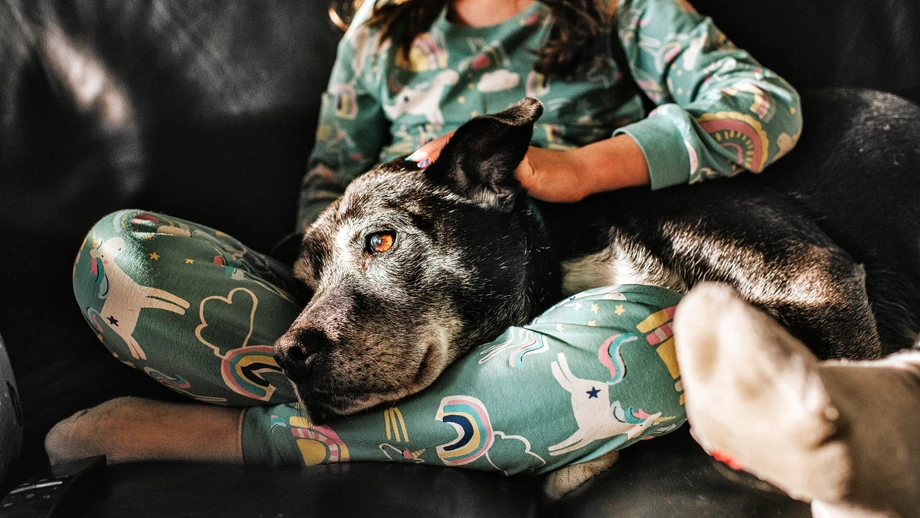 Hunde, Ihr sollt ewig leben!