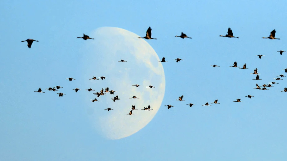 Haben Zugvögel das Virus im Gepäck?