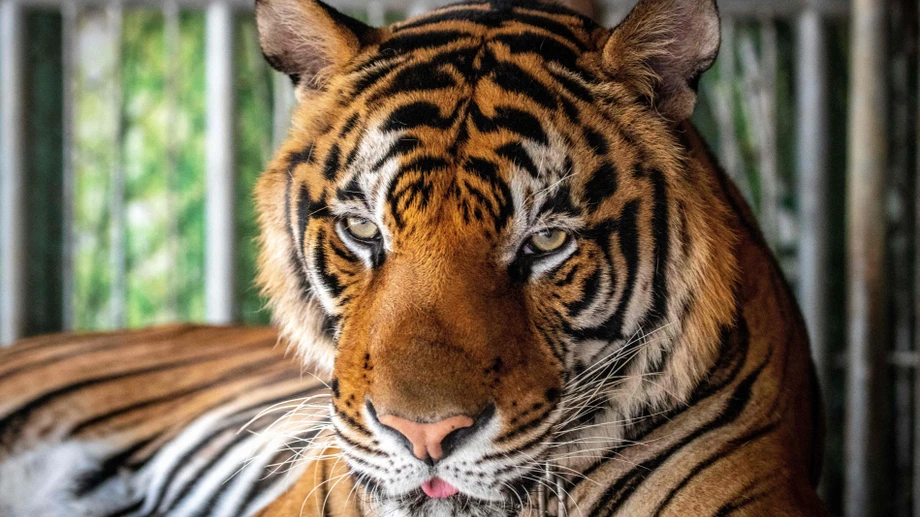 72 Tiger in thailändischem Park durch Virus verendet