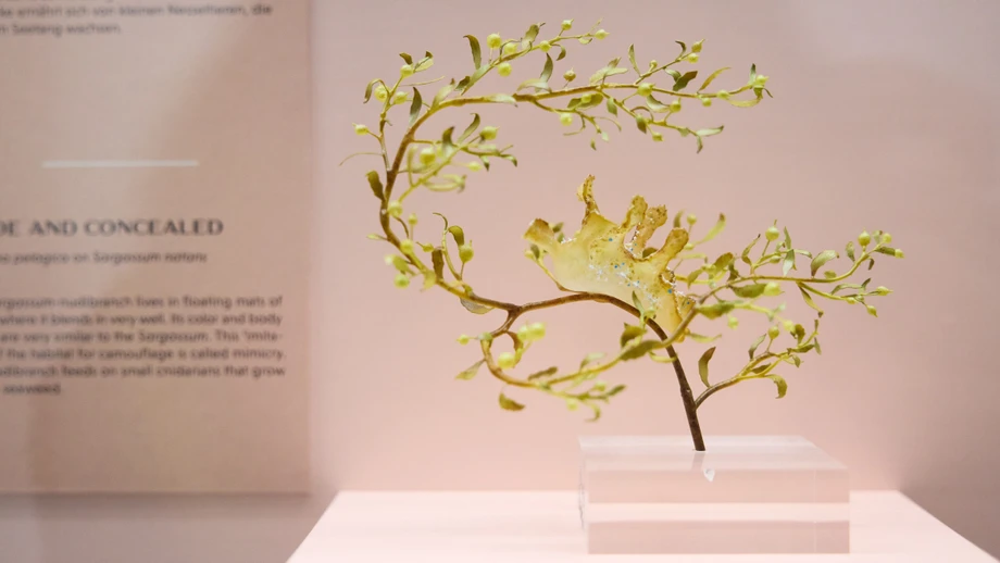 Die Braunalge Sargassum schafft und zerstört Leben