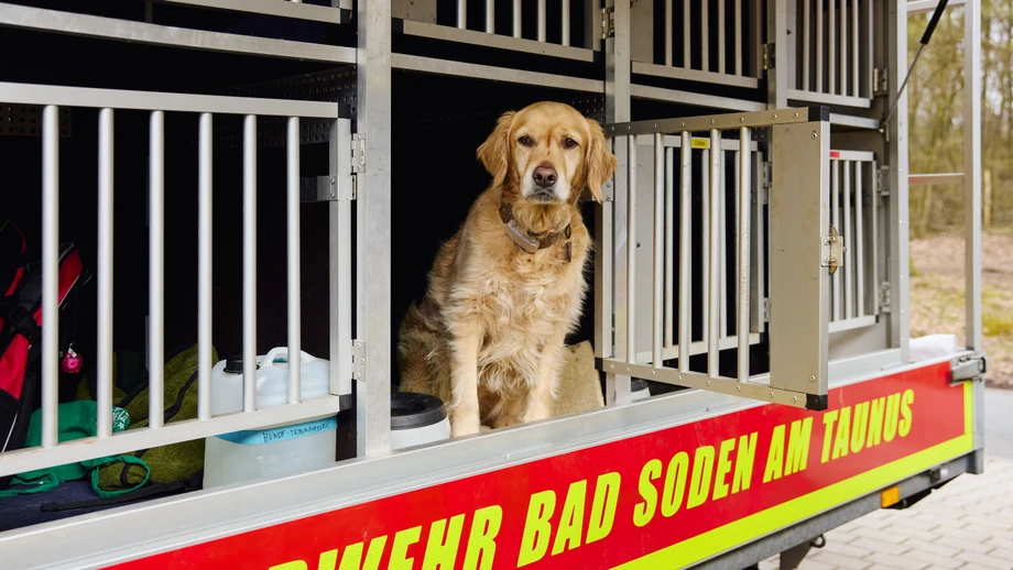 Nichts entgeht der Hundenase