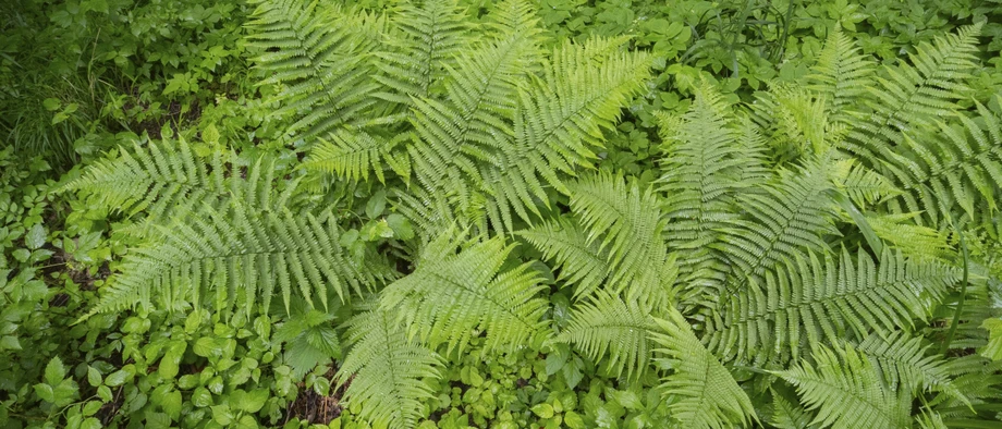Eigentlich giftig, Ötzi hat ihn trotzdem verspeist: der Adlerfarn (Pteridium aquilinum).