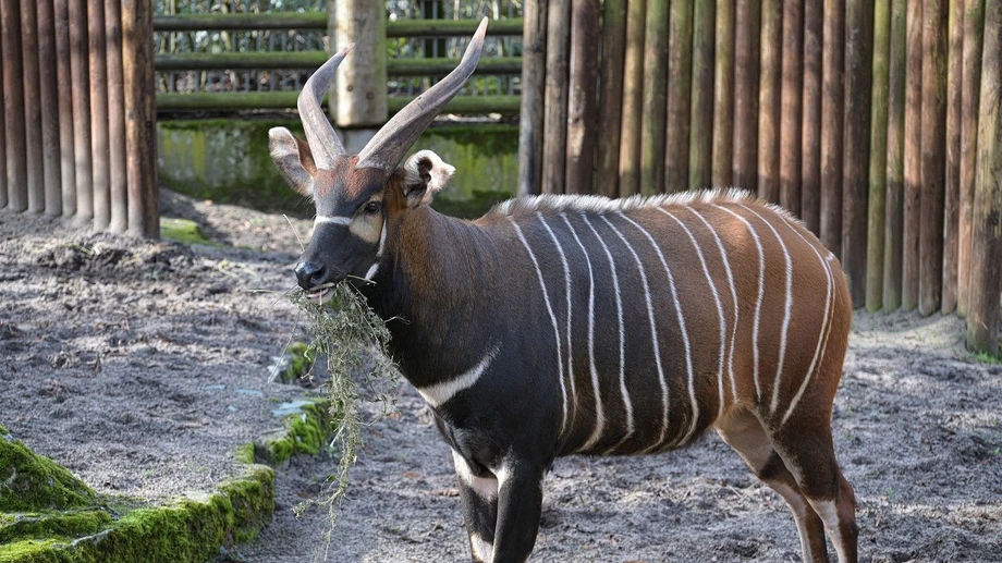 Ein Frankfurter soll den Genpool auffrischen