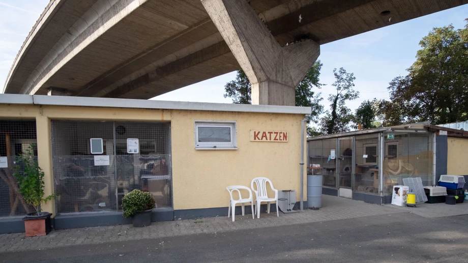 Tierheim stört bei Abbruch der Hochstraße
