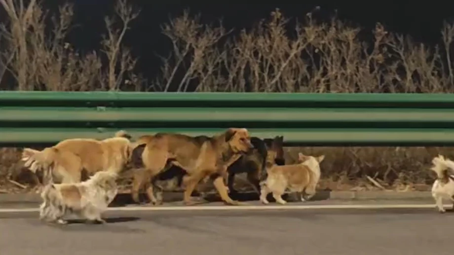 Was steckt hinter diesem viralen Hunde-Video?