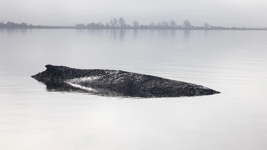 Till Backhaus berichtet von verbalen Angriffen gegen Wal-Helfer