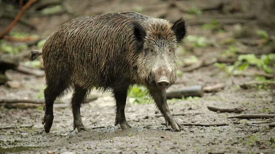 Lange Schutzzäune und hohe Abschussprämien zeigen Wirkung