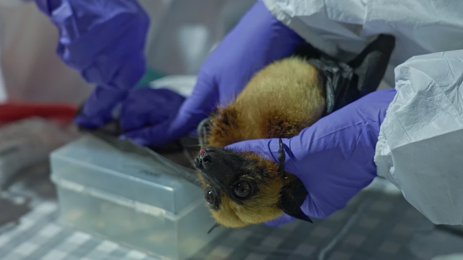 Irgendwo bereitet die Natur ihre nächste tödliche Pandemie vor