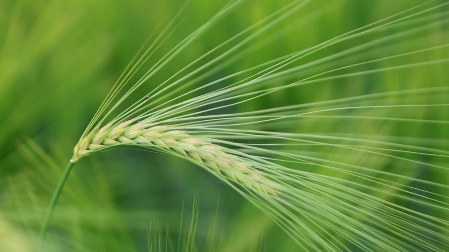 Neue Nutzpflanzen auf dem Acker dank Genschere?